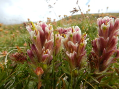 Castilleja pulchella