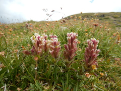 Castilleja pulchella