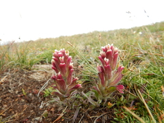 Castilleja pulchella