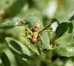 Polistes cubensis
