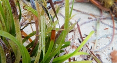 Stigmatopora nigra
