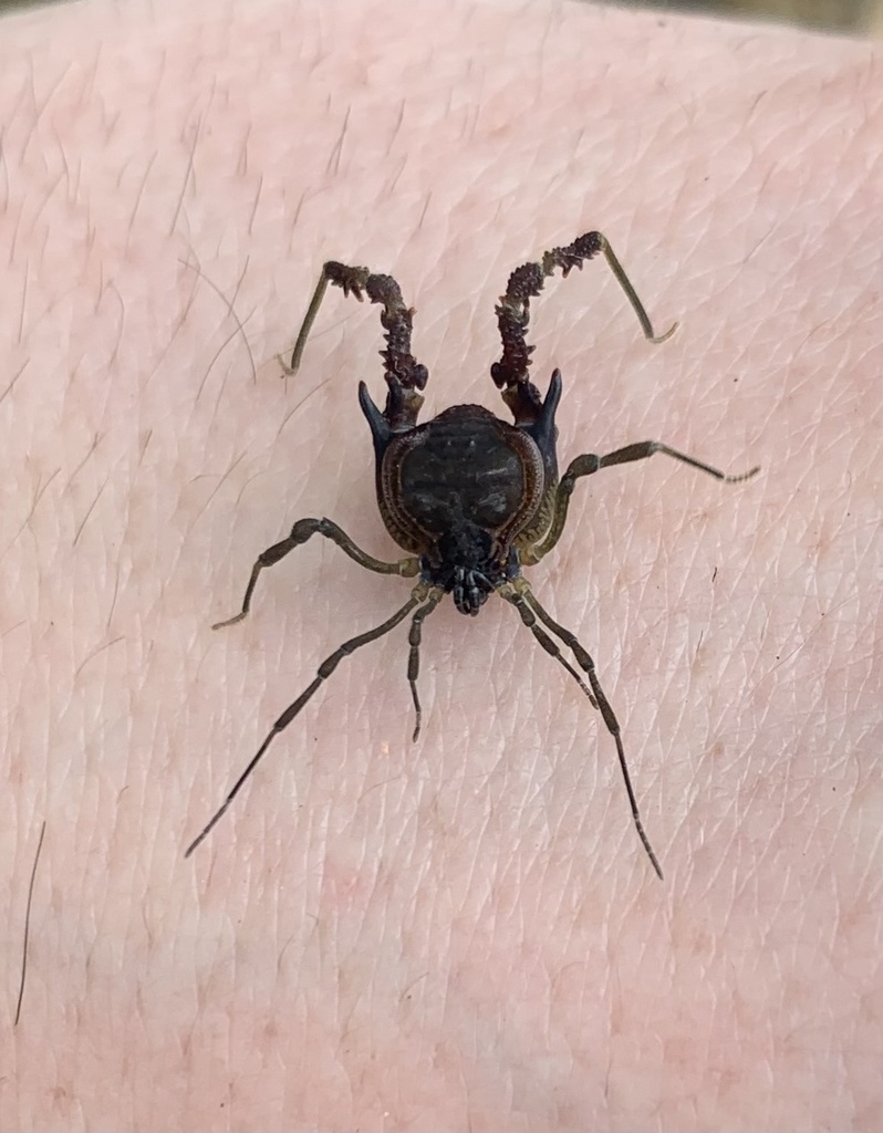 Metagyndes pulchellus