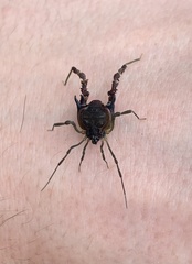 Metagyndes pulchella