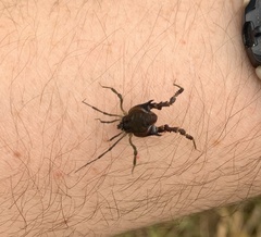 Metagyndes pulchella