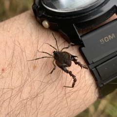 Metagyndes pulchella