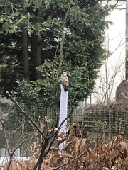 Buteo buteo