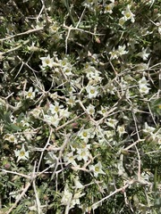 Menodora spinescens mohavensis