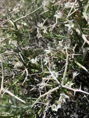 Menodora spinescens mohavensis