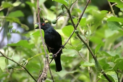 Aplonis striata striata