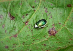 Asphaera albomarginata