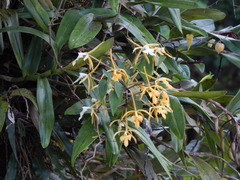 Epidendrum leucochilum
