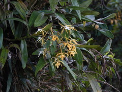 Epidendrum leucochilum