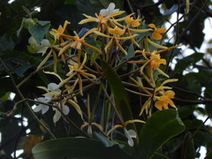 Epidendrum leucochilum