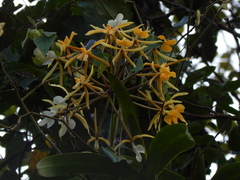 Epidendrum leucochilum