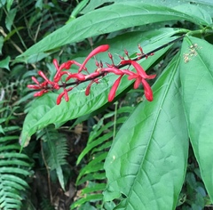 Odontonema