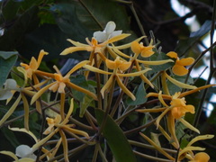 Epidendrum leucochilum