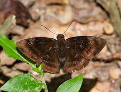 Aethilla echina coracina