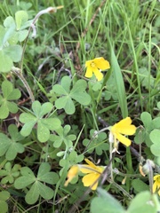 Oxalis pilosa