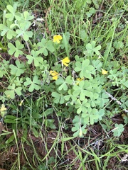 Oxalis pilosa