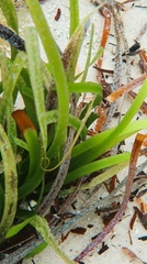 Stigmatopora nigra