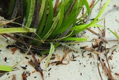 Stigmatopora nigra