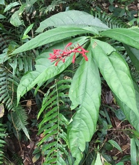 Odontonema