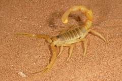 Apistobuthus pterygocercus