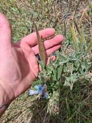 Oxypetalum coeruleum