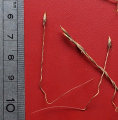 Austrostipa pubinodis