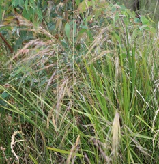Austrostipa pubinodis