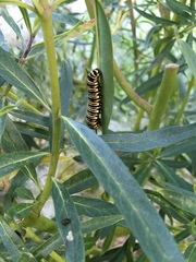 Danaus plexippus