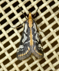 Metallarcha pseliota