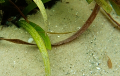 Stigmatopora nigra