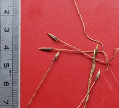 Austrostipa pubinodis