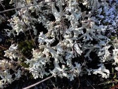 Cladonia caroliniana