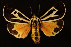 Apantesis vittata