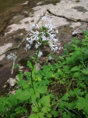 Valeriana pauciflora