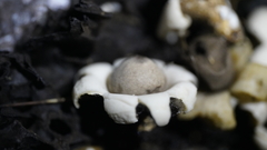 Geastrum schweinitzii