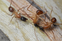 Camponotus nigriceps