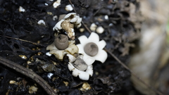 Geastrum schweinitzii