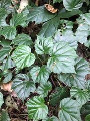 Begonia convolvulacea