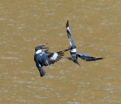 Belted Kingfisher photo 6