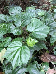 Begonia convolvulacea