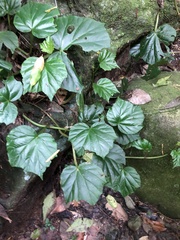 Begonia convolvulacea