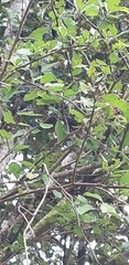 Plagianthus regius