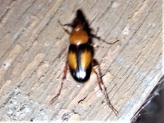 Phyllotocus bimaculatus