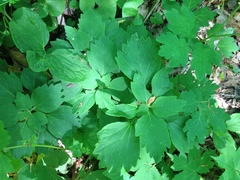 Pachysandra procumbens