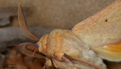 Entometa chlorosacca