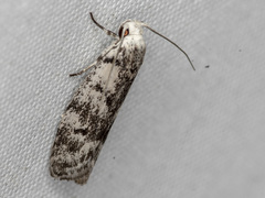 Lichenaula onychotypa