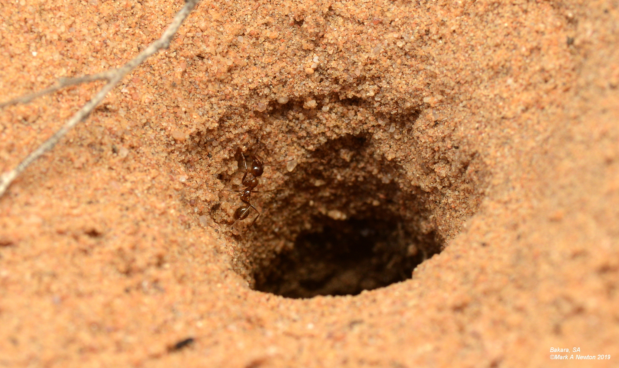 Aphaenogaster barbigula
